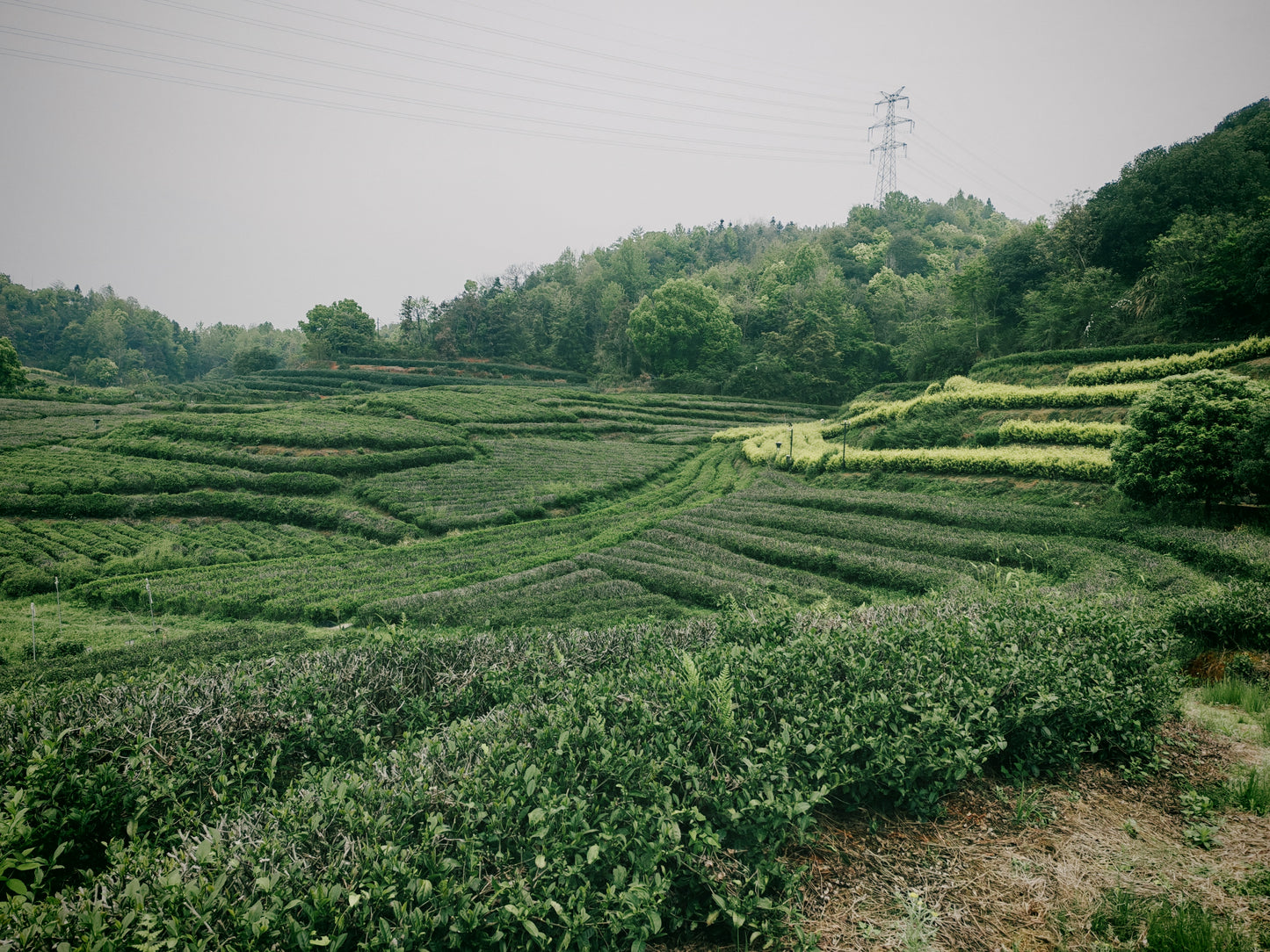 Decaf Black Tea + Osmanthus | 脫咖桂花紅茶