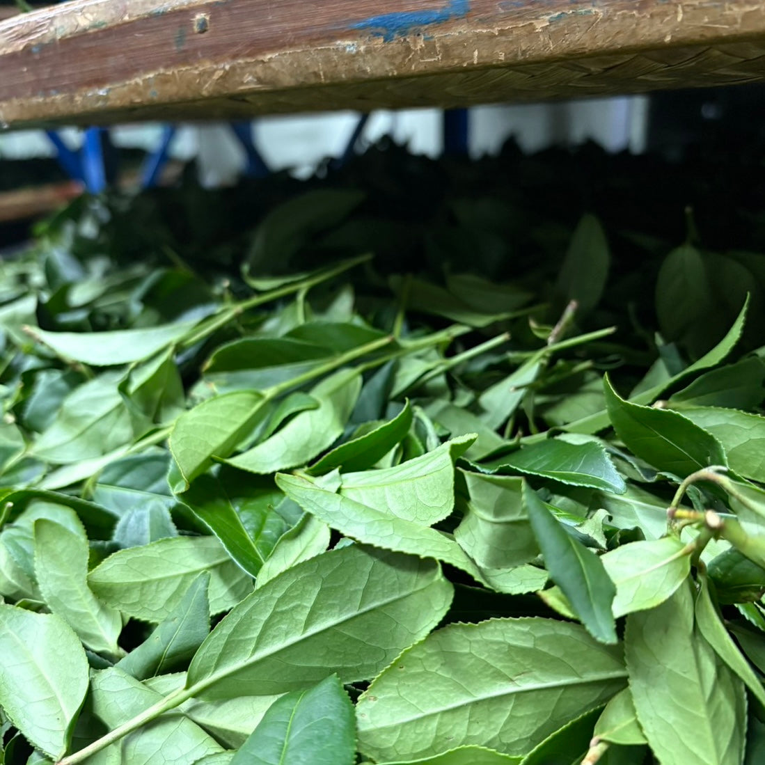 Decaf Jasmine Green Tea