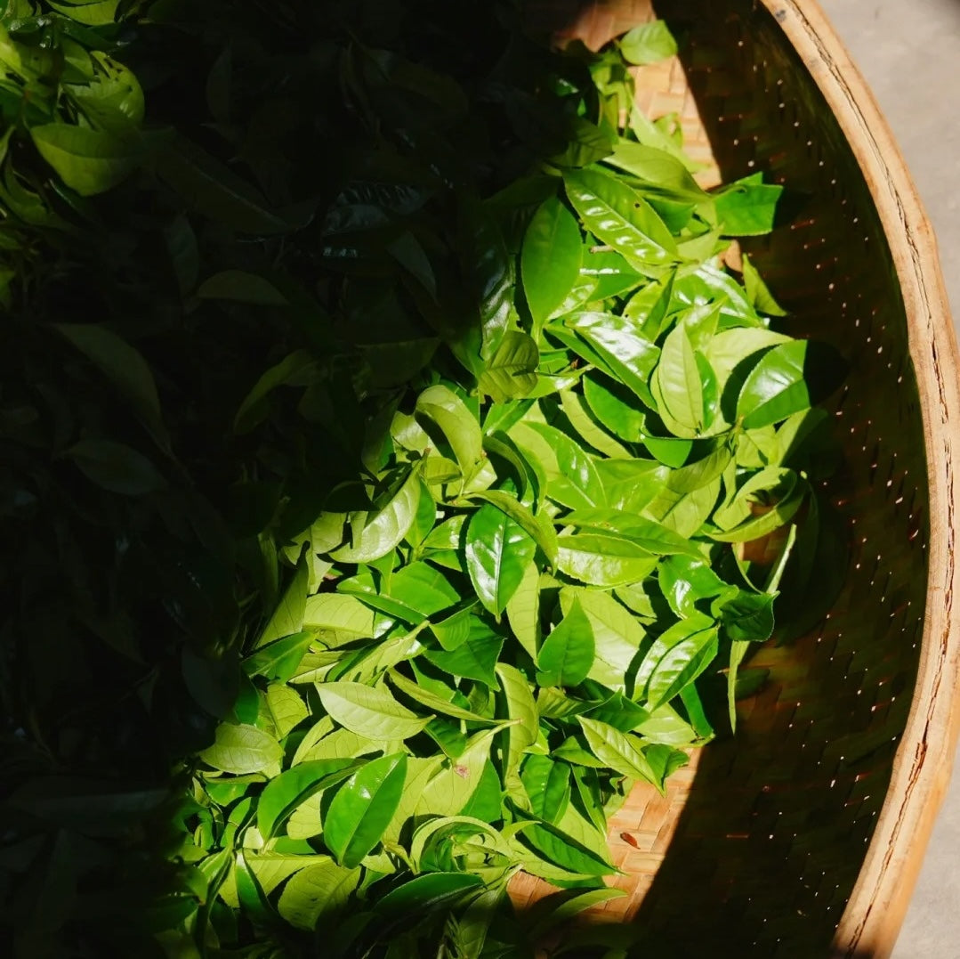 Decaf Oolong Tea | 脫咖烏龍茶