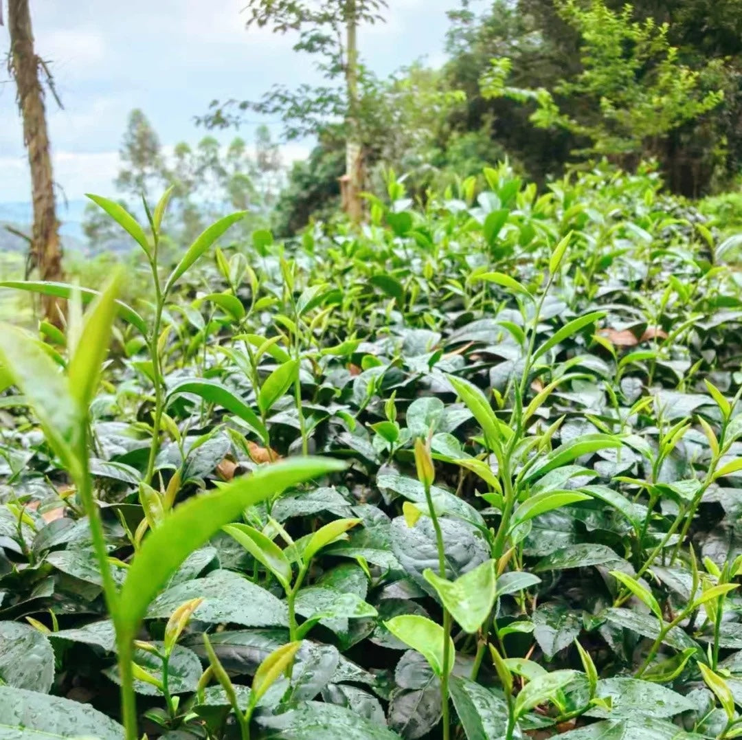 Decaf Black Tea | 脫咖紅茶