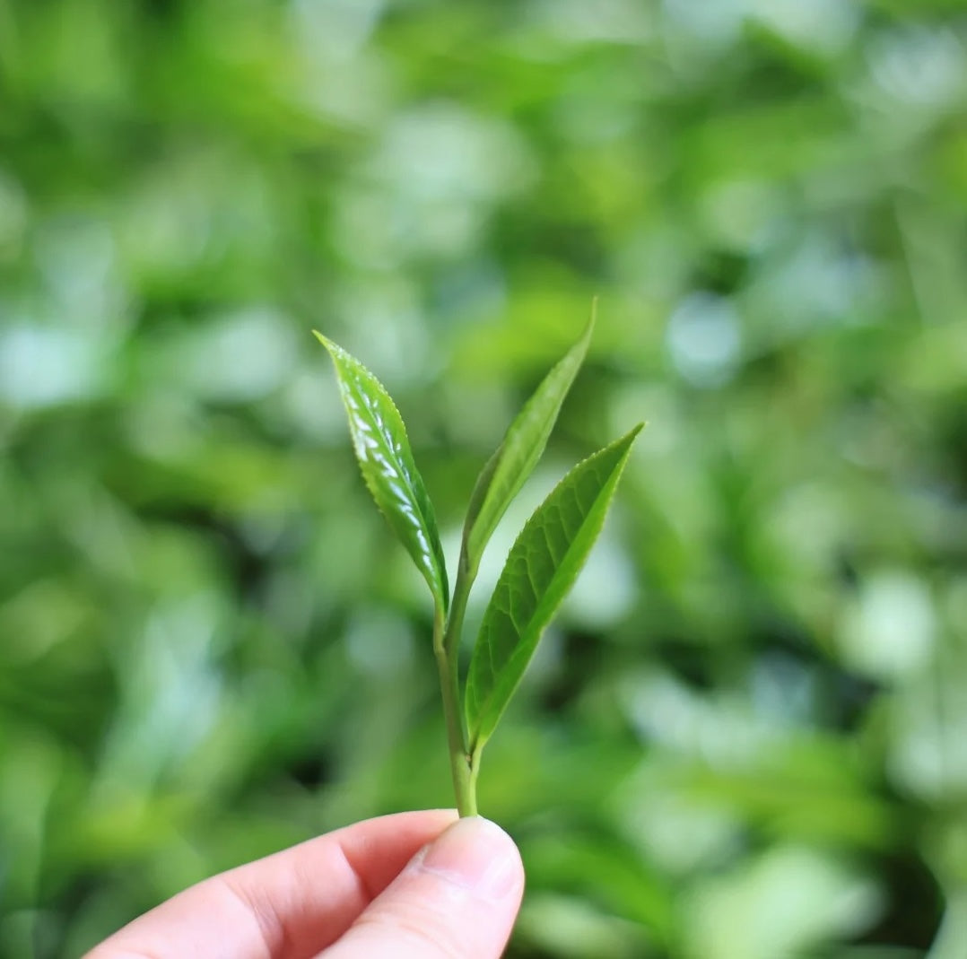 Decaf Black Tea | 脫咖紅茶