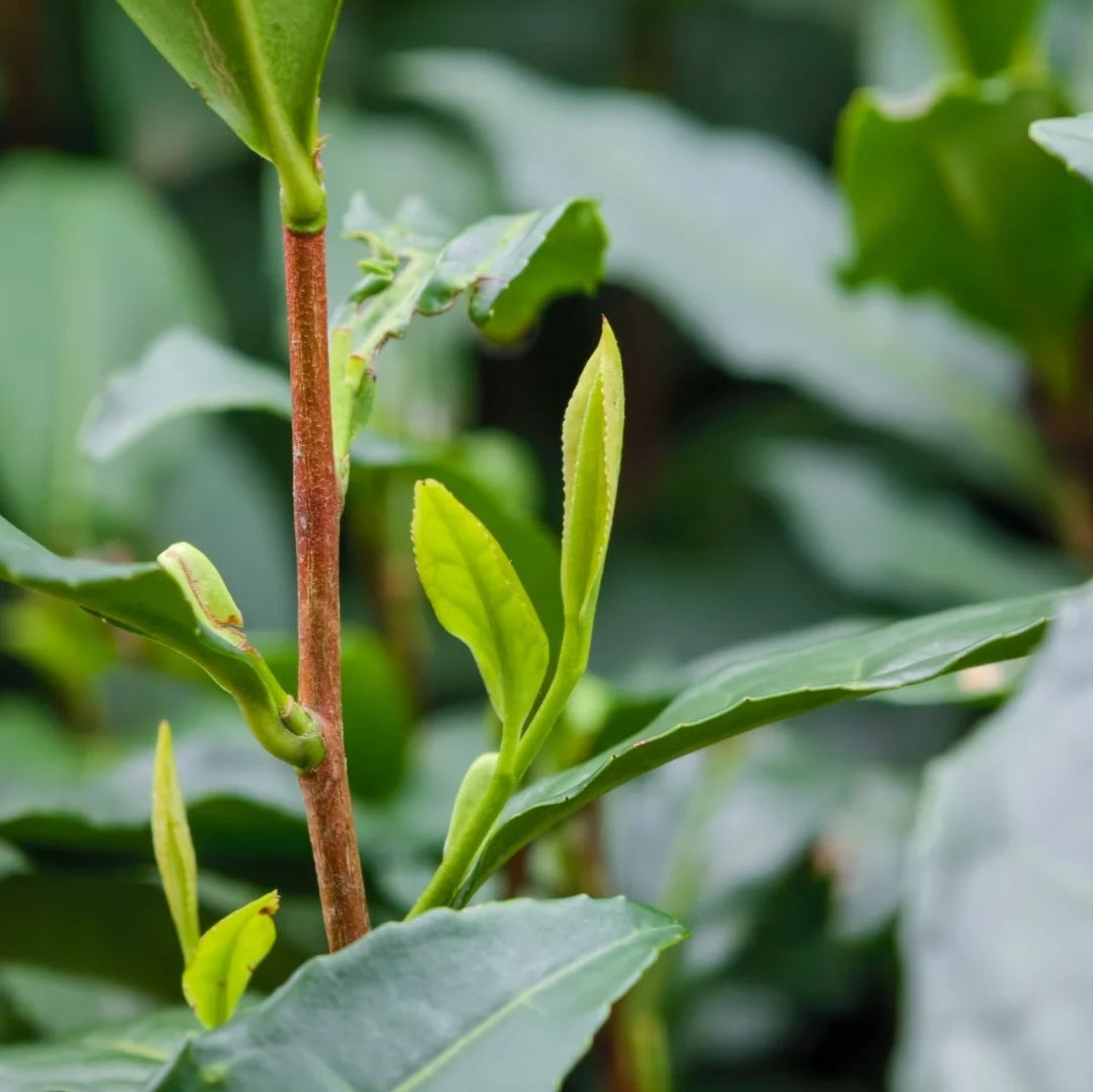 Decaf Green Tea | 脫咖綠茶