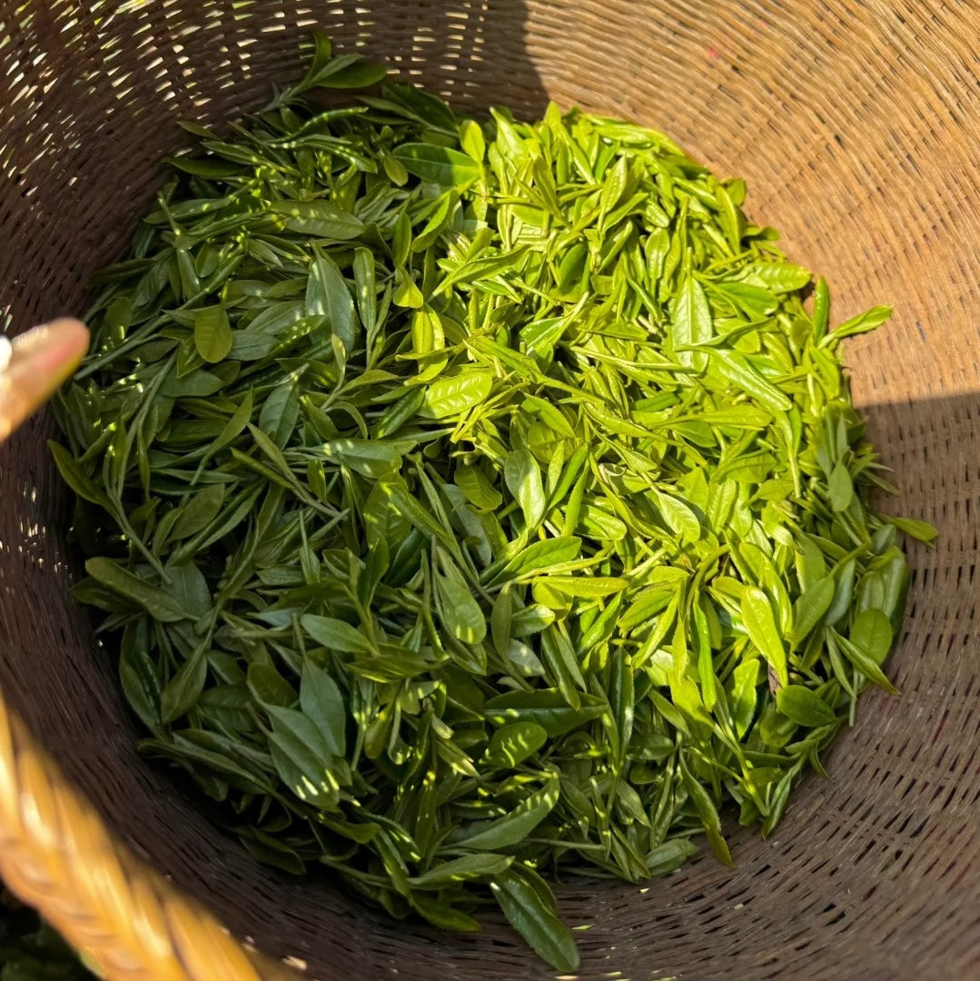 Decaf Green Tea | 脫咖綠茶