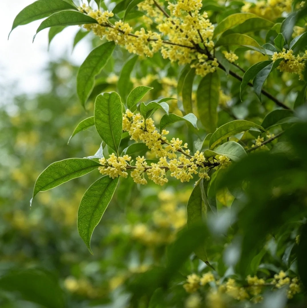Decaf Black Tea + Osmanthus | 脫咖桂花紅茶